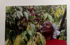 Vernissage : de la tige à la tasse, lumière photographique de Thierry Nangbo sur la chaîne du café