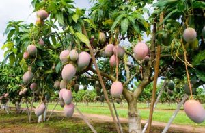 Economie: Filière mangue_Le fléau des mouches des fruits en recul en Afrique de l’Ouest