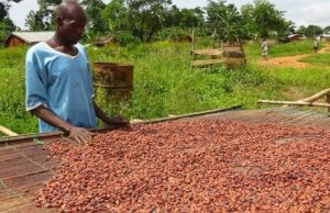 Eco Business | Taxes douanières Trump : faut-il craindre pour l’AGOA et le cacao ivoirien ?